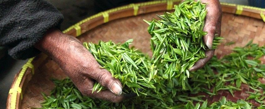 Ako spoznať kvalitný zelený čaj?