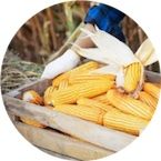 Kukuřice | Superpotraviny Naturalis