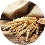 Pšenice | Superpotraviny Naturalis