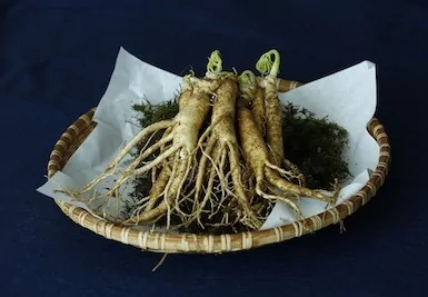 Ginseng – Sibiřský ženšen