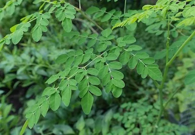 Moringa a její účinky na naše zdraví